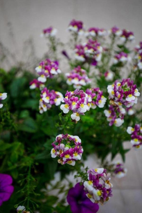 Gjestgiverier Batina